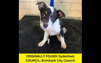 dog adoption photo