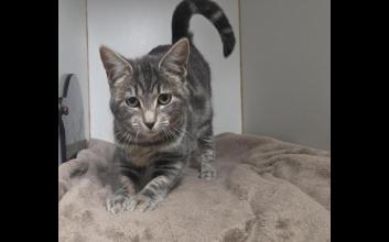 cat adoption photo