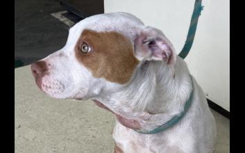 dog adoption photo