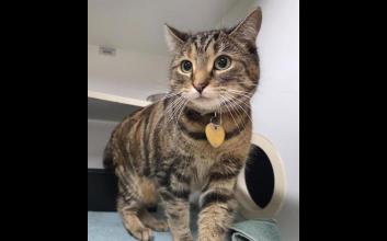 cat adoption photo