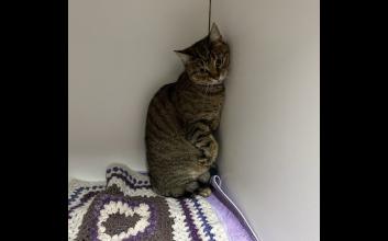 cat adoption photo