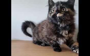 cat adoption photo