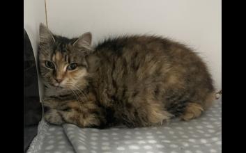cat adoption photo