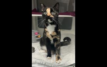 cat adoption photo