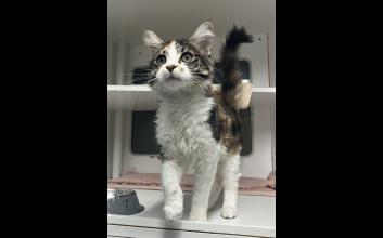 cat adoption photo