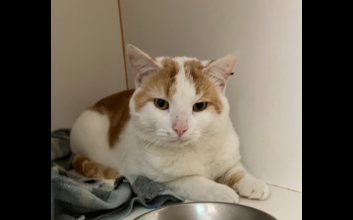 cat adoption photo
