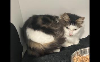 cat adoption photo