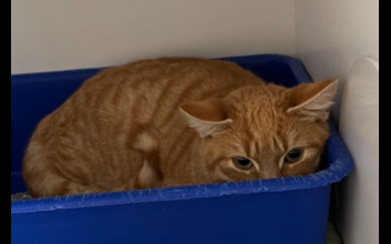 cat adoption photo