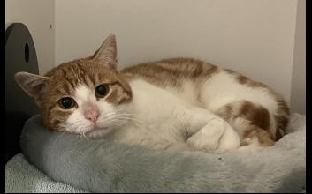 cat adoption photo