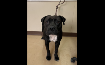 dog adoption photo