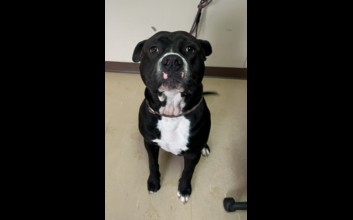 dog adoption photo