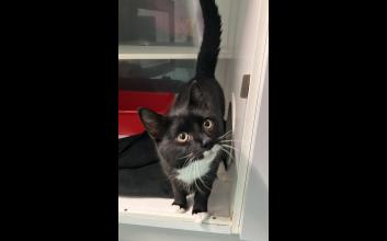 cat adoption photo