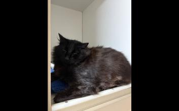 cat adoption photo