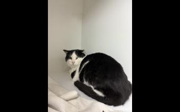 cat adoption photo