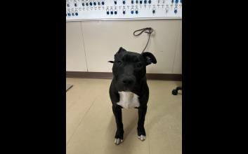 dog adoption photo