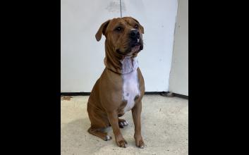 dog adoption photo