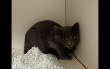 cat adoption photo