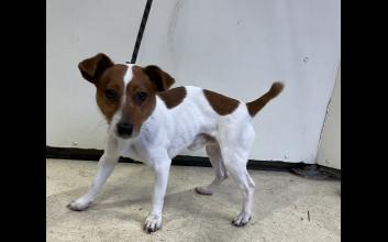 dog adoption photo