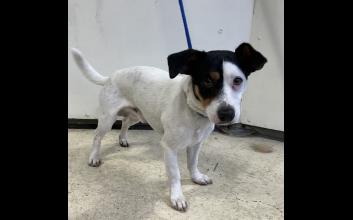 dog adoption photo