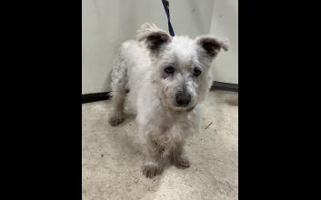 dog adoption photo
