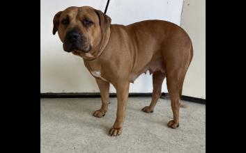 dog adoption photo