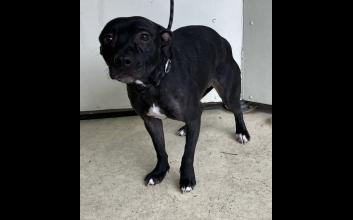 dog adoption photo