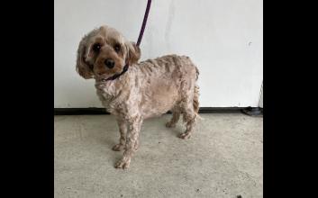 dog adoption photo