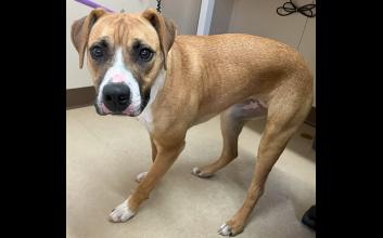 dog adoption photo