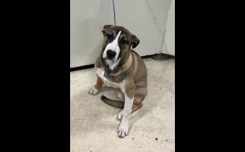 dog adoption photo
