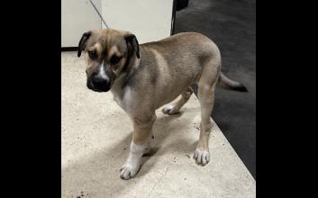 dog adoption photo