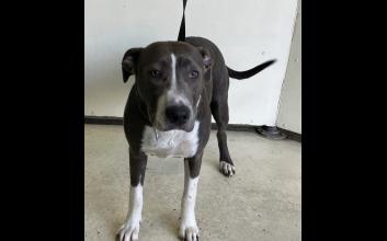 dog adoption photo