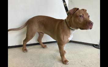 dog adoption photo