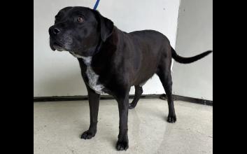 dog adoption photo