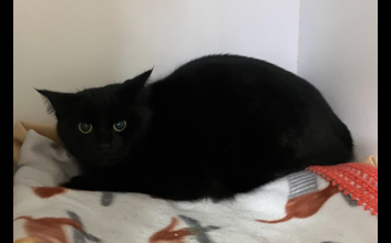 cat adoption photo