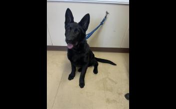 dog adoption photo