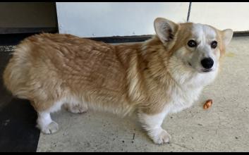 dog adoption photo