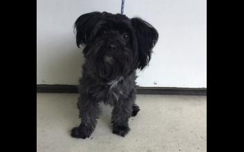 dog adoption photo