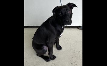 dog adoption photo