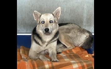 dog adoption photo