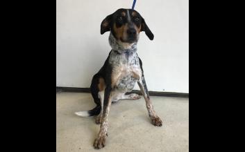 dog adoption photo