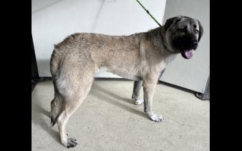 dog adoption photo