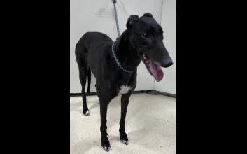 dog adoption photo