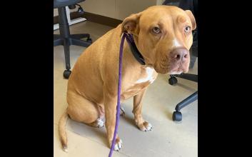 dog adoption photo