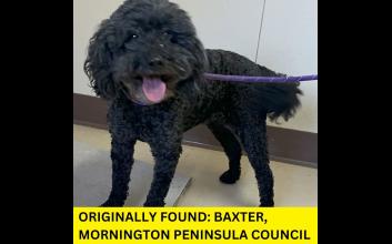 dog adoption photo
