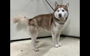 dog adoption photo