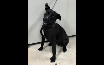 dog adoption photo