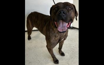dog adoption photo