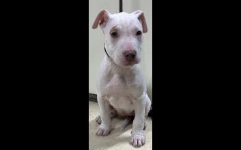 dog adoption photo