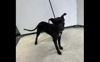 dog adoption photo