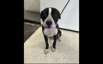 dog adoption photo